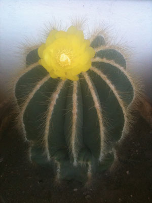 yellow cactus flower