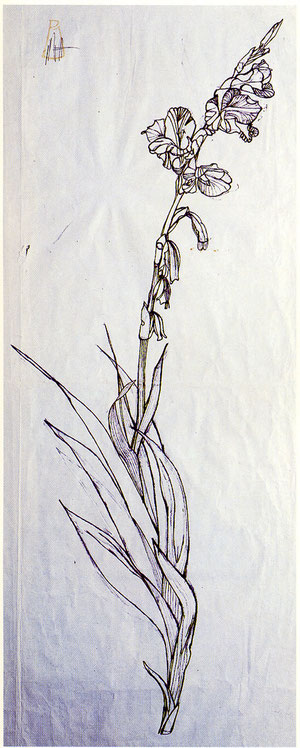 "Gladiolo" 1997 disegno a penna su carta 100x70. 