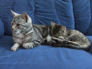 v.02.06.2011 Tiger &.Lilly