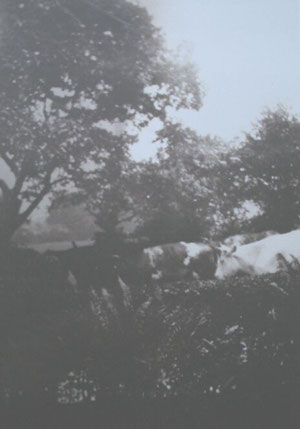 Cows being led along Greenwood Road, later Olton Boulevard East (thanks to Dorothy Jones)