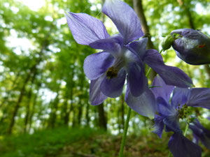 Fleurs Sauvages