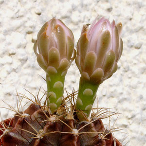 Gymnocalycium mihanovichii var. friedrichii