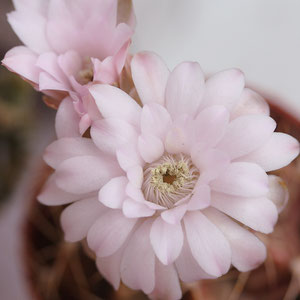 Gymnocalycium mihanovichii var. friedrichii