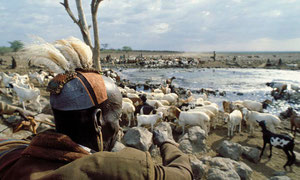 Capo Turkana controlla il bestiame al pozzo