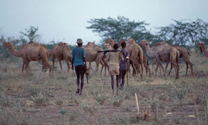 Turkana e Dromedari