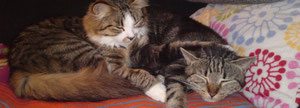 HappyCats 123 - Eine Homepage im Zeichen der Katzen und ein paar Aspekte zum Tierschutz ...