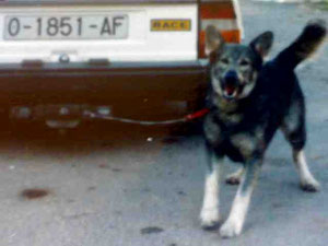 Rocky... uno de sus perros.