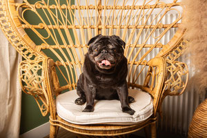portrait photo chien toulouse carlin
