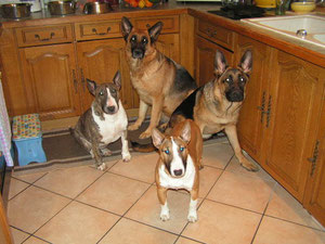 BA CHELSEA et FEDJIE  Bull terrier PEPITE et SUCHARD