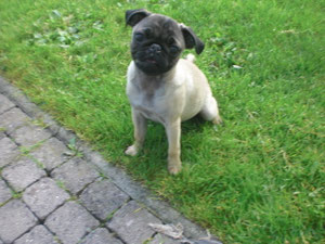 *RIP* Milly (Propeller-Mopsi)
