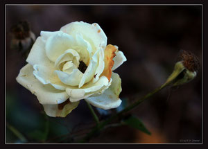 Die letzte Garten-Rose im Spätherbst 2011