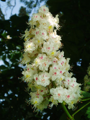 Le Miel De Chataignier Site De Naturesucree