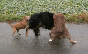 Eindeutig Größenwahn! wenn sich 2 doppelt so große Hunde Kloppen muss sie mitmischen