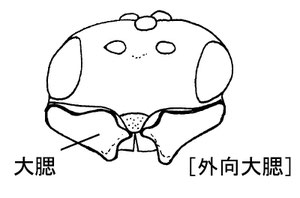 頭部(前面) ハエヤドリコマユバチの一種 Phaenocarpa sp.