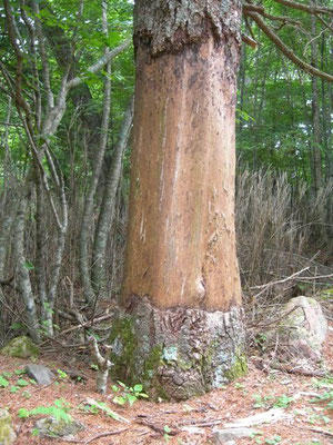 Photo 9. 山梨県増富，ビワクボ沢 鹿の食害で枯れたモミの大木、シロフオナガバチなどが飛来した。