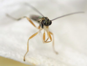 マダラコブクモヒメバチ Zatypota albicoxa (Walker, 1874)