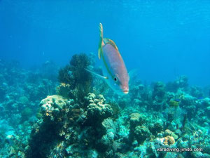 snorkeling the bay of pigs with varadiving