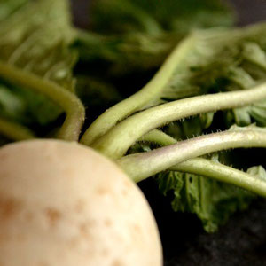 無農薬野菜 カブ