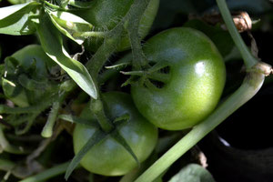 スリーエフ農法の無農薬野菜