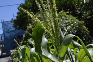 スリーエフ農法の無農薬野菜