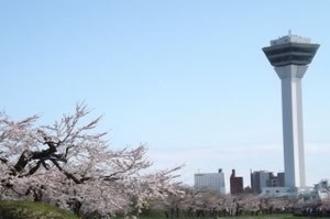 五稜郭の桜