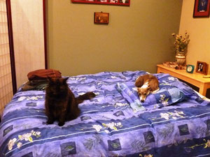 Die Haustiere fühlen sich genauso wohl auf meinem Bett wie ich
