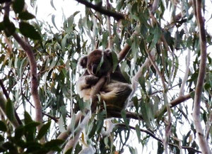 dererste freilebende Koala - von Werner entdeckt!