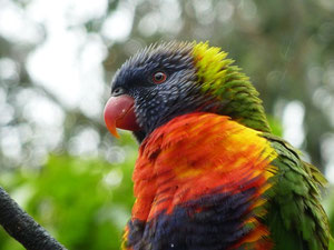 Lorikeet im Lone Pine Sanctuary