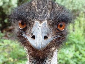 ein Emu starrt mich an