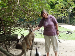 nochmal Känguruh im Stehen - so groß sind die!