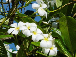 Frangipani-Blüten