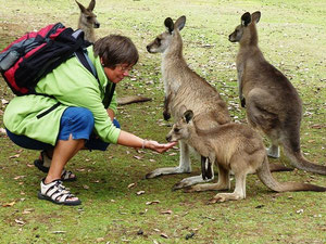 Beim Känguruh-Füttern