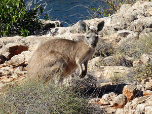 Ein Känguruh schaut uns beim Wandern zu...