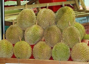 Durian-Früchte