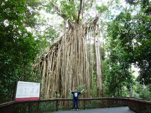curtain fig tree - der tollste Baum der Welt