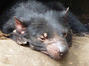 The Tasmanian Devil - der Tasmanische Teufel