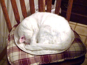 Sassie schläft nun neuerdings auf meinem Stuhl