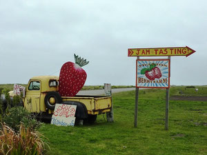 Erdbeeren - pick your own