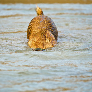 ich bin ein Fisch?