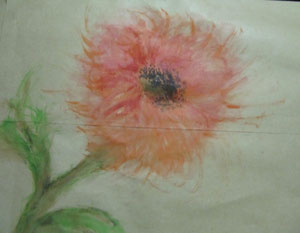Pivoine arbustive