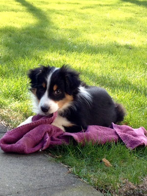 Ella, Australian Shepherd 