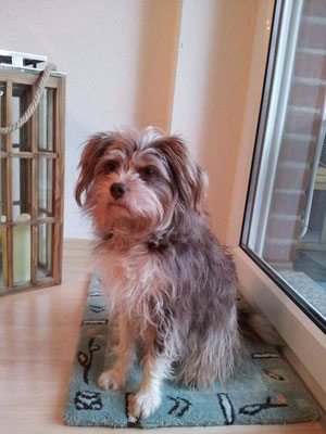 Tossu, Mix aus Yorkie, Westhighland white Terrier und Mini-Australian-Shepherd 