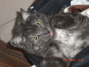 Wisky