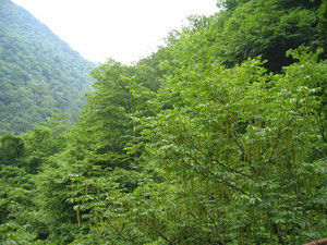 野呂川の帰り道の風景