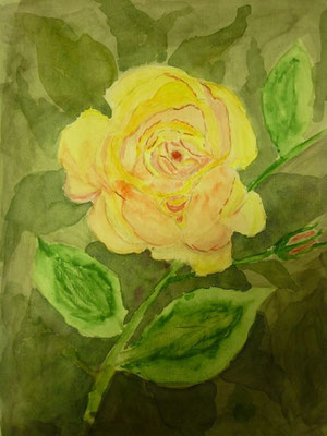 Rose Mai 2012