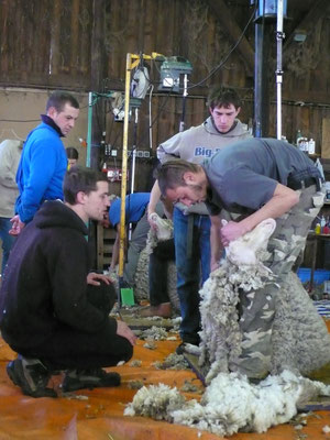 La tonte des moutons