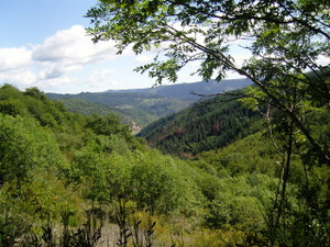 la forêt de la Grangette a été sauvée