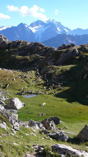les moutons sur l'alpage à coté de Briançon