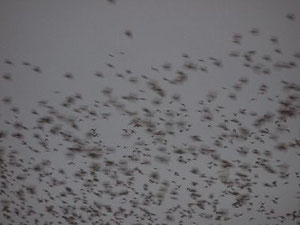 RINKO KAWAUCHI brighton2