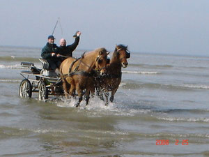 Promenade dans le Marquenterre et sur la plage